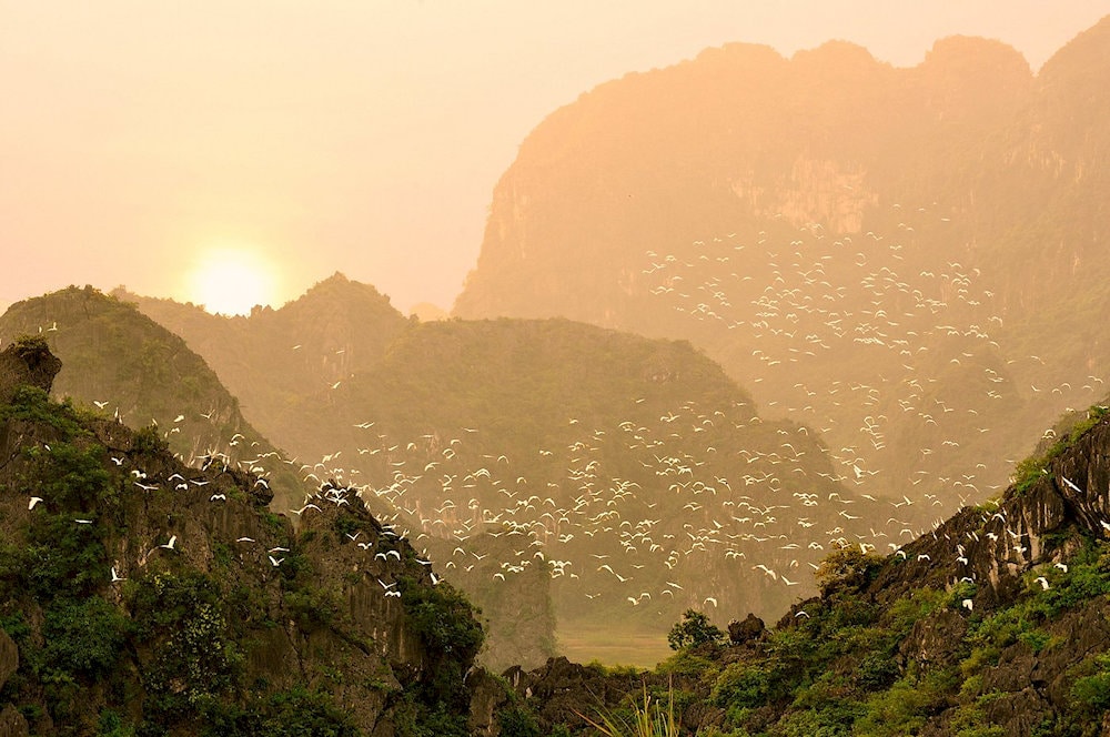 As golden rice fields glow at sunset, flocks of birds swirl through the sky in a symphony of color and sound